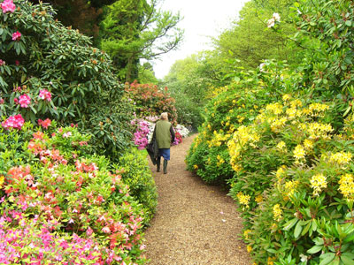 Flower Path